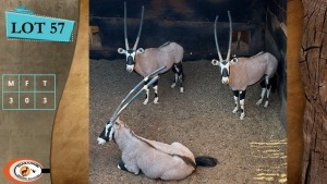 3X GEMSBOK M:3 (Per Piece to take the lot/Per stuk om lot te neem)