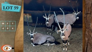 4X GEMSBOK M:4 (Per Piece to take the lot/Per stuk om lot te neem)