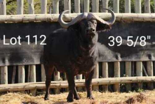 1 X BUFFELO BULL - PAFOS FARMING - CATALOGUE 