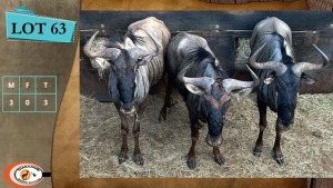 3X BLOUWILDEBEES M:3 (Per Piece to take the lot/Per stuk om lot te neem)