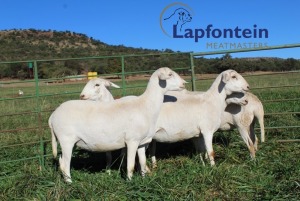 LOT 8 5 X MEATMASTER OOI LAPFONTEIN MEATMASTERS(PER PIECE TO TAKE THE LOT)