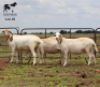 LOT 19 3X MEATMASTER OOI/EWE DIDYMUS MEATMASTERS - 2