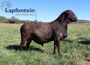 LOT 20 1 X MEATMASTER RAM LAPFONTEIN MEATMASTERS