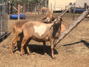 LOT 25 2 X MEATMASTER OOI B3genetics Pty Ltd(PER PIECE TO TAKE THE LOT)