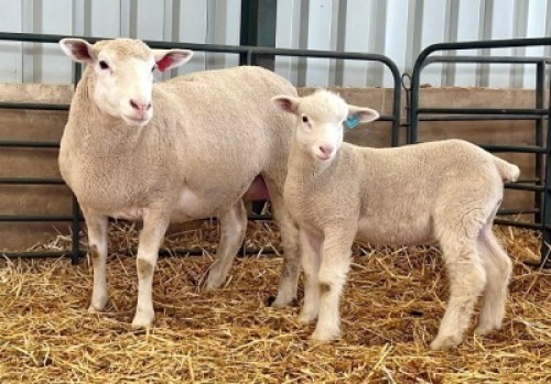 1+1X ILE DE FRANCE SP EWE HAGELAND