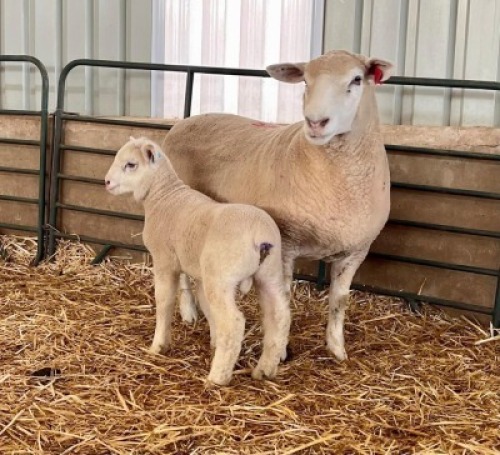 1+1X ILE DE FRANCE SP EWE HAGELAND