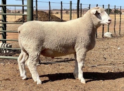 1X ILE DE FRANCE SP RAM HAGELAND
