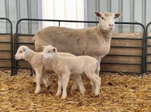 1+2X ILE DE FRANCE SP EWE HAGELAND
