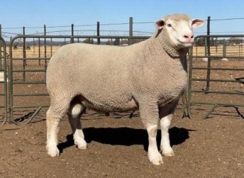 1X ILE DE FRANCE SP RAM HAGELAND