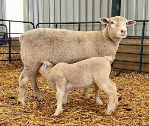 1+1X ILE DE FRANCE SP EWE HAGELAND