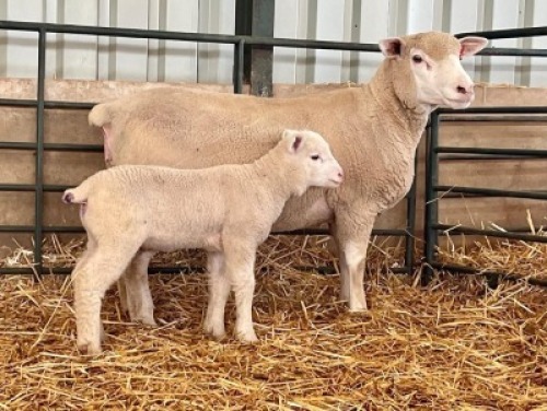 1+1X ILE DE FRANCE SP EWE HAGELAND
