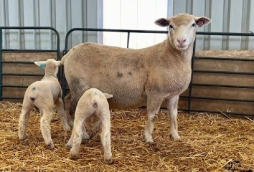 1+2X ILE DE FRANCE SP EWE HAGELAND
