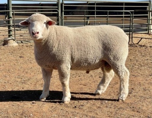 1X ILE DE FRANCE SP RAM HAGELAND