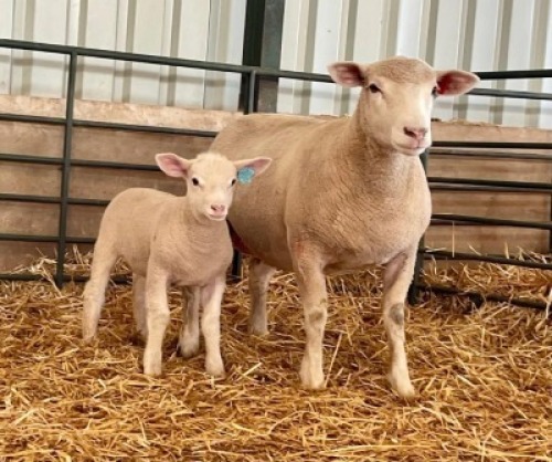 1+1X ILE DE FRANCE SP EWE HAGELAND