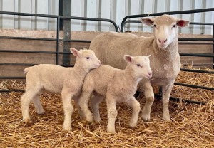 1+2X ILE DE FRANCE SP EWE HAGELAND