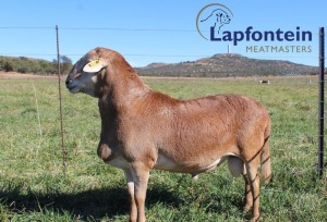 LOT 42 1 X MEATMASTER RAM LAPFONTEIN MEATMASTERS