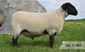 1X SUFFOLK SP RAM VREDESIG