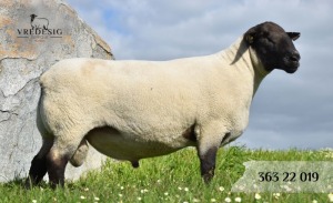 1X SUFFOLK SP RAM VREDESIG