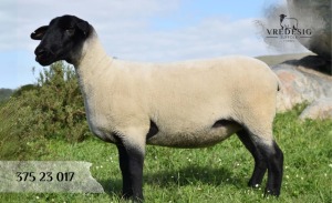 WITHDRAWN - 1X SUFFOLK SP EWE VREDESIG