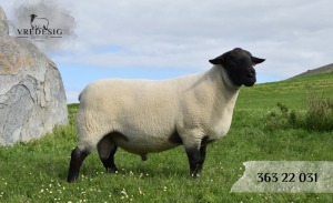 1X SUFFOLK SP RAM VREDESIG