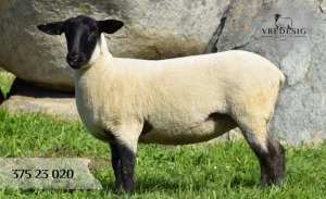 1X SUFFOLK SP EWE VREDESIG