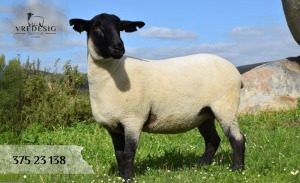 1X SUFFOLK SP EWE VREDESIG