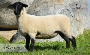 1X SUFFOLK SP EWE VREDESIG