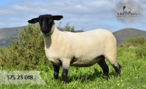 1X SUFFOLK SP EWE VREDESIG