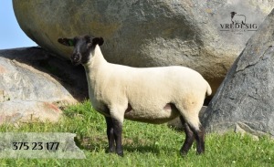 1X SUFFOLK SP EWE VREDESIG