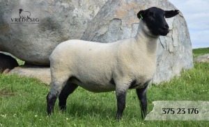 1X SUFFOLK SP EWE VREDESIG