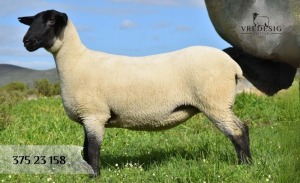 1X SUFFOLK SP EWE VREDESIG