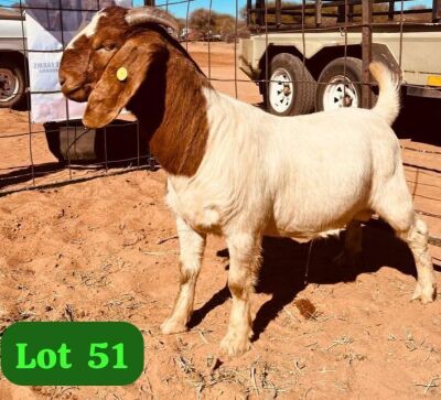 1X BOERGOAT BUCK ONTUETSE OBOLETSE