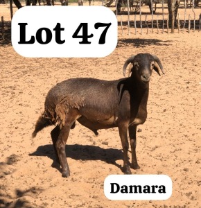 1X DAMARA RAM INNOCENT BIMBO