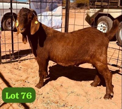 1X KALAHARI RED BUCK ONTUETSE OBOLETSE