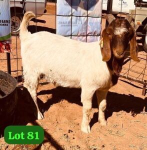 1X BOERGOAT BUCK ONTUETSE OBOLETSE