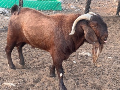 1X KALAHARI RED BUCK GABA CHINYEPI