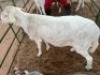 1X MEATMASTER RAM GABA CHINYEPI