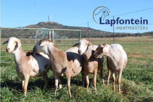 LOT 56 4 X MEATMASTER OOI LAPFONTEIN MEATMASTERS(PER PIECE TO TAKE THE LOT)