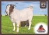 1X BOERGOAT BUCK THOKWENG THOKWENG