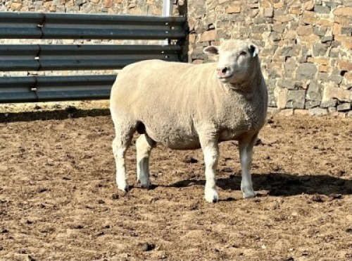 1X ILE DE FRANCE SP PREGNANT EWE JANCOR