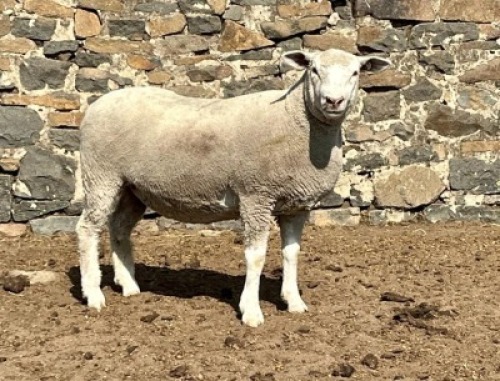 1X ILE DE FRANCE SP EWE JANCOR