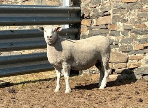 WITHDRAWN - 1X ILE DE FRANCE SP EWE JANCOR