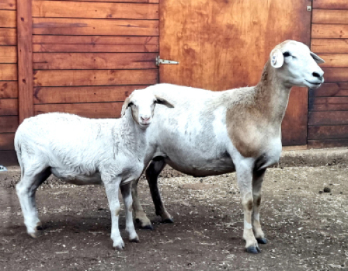 LOT 51 1+1 X MEATMASTER OOI Hakuna Matata Meatmasters