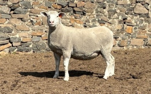 1X ILE DE FRANCE SP PREGNANT EWE JANCOR