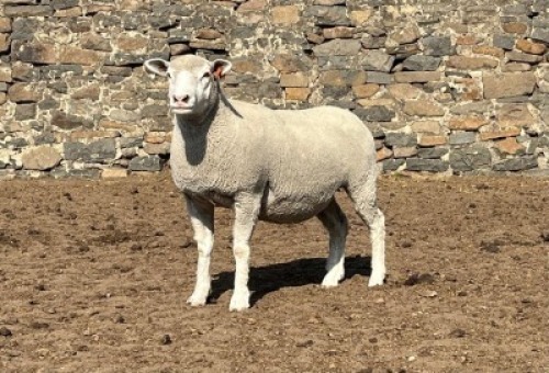 1X ILE DE FRANCE SP PREGNANT EWE JANCOR