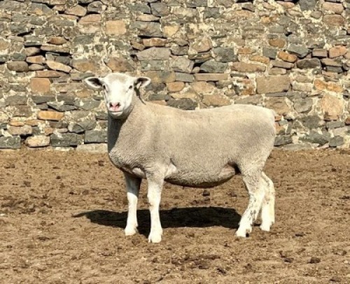 1X ILE DE FRANCE SP PREGNANT EWE JANCOR