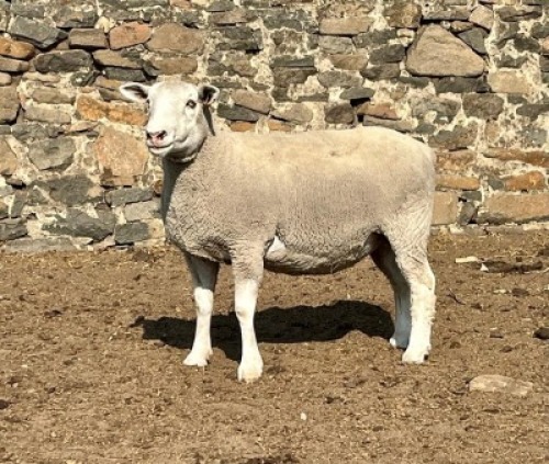 1X ILE DE FRANCE SP PREGNANT EWE JANCOR