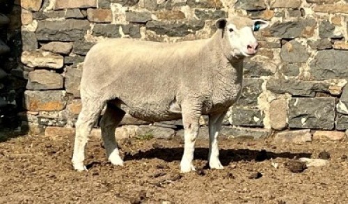 1X ILE DE FRANCE SP PREGNANT EWE JANCOR