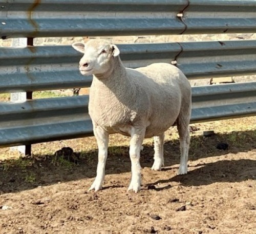 1X ILE DE FRANCE SP PREGNANT EWE JANCOR
