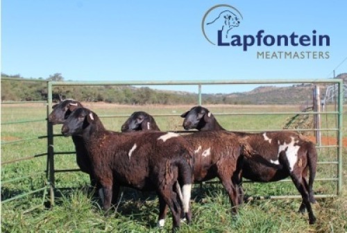 LOT 57 4 X MEATMASTER OOI LAPFONTEIN MEATMASTERS(PER PIECE TO TAKE THE LOT)